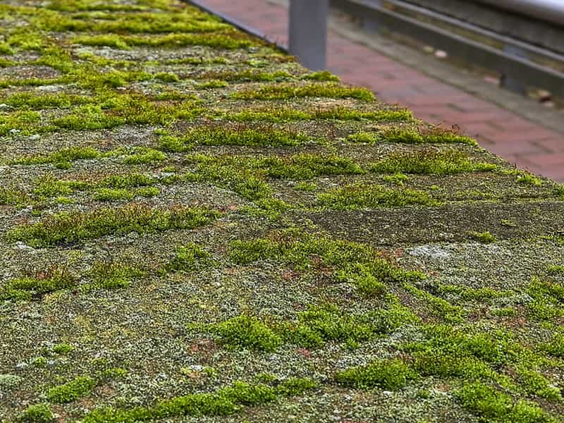 /Riasy, lišajníky a zelený povlak 2